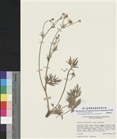 藏品(多花毛莨)的圖片